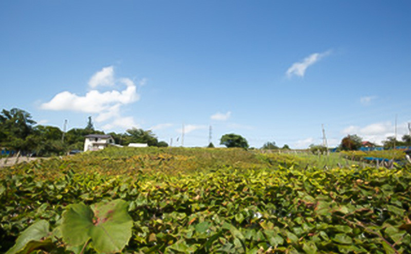 マスカット・ベーリーA　クリームチーズのスプレッド 上越市  お取り寄せ ギフト