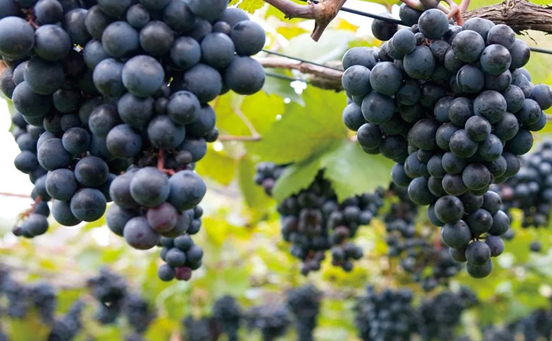 【セット】マスカット・ベーリーA　ギフト3点セット 上越市 フルーツソース ジャム スプレッド お取り寄せ ギフト 贈答用