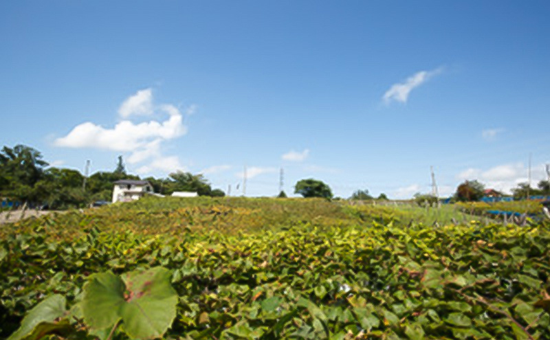 【セット】マスカット・ベーリーA　ギフト4点セット 上越市 ぶどうジュース フルーツソース ジャム スプレッド お取り寄せ ギフト 贈答用