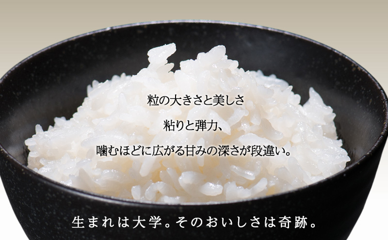 新米 令和7年 新潟県上越市産 ゆうだい21 5kg 5キロ 奇跡のお米 宇都宮大学生まれ 中郷 やまざきふぁーむ 送料無料
