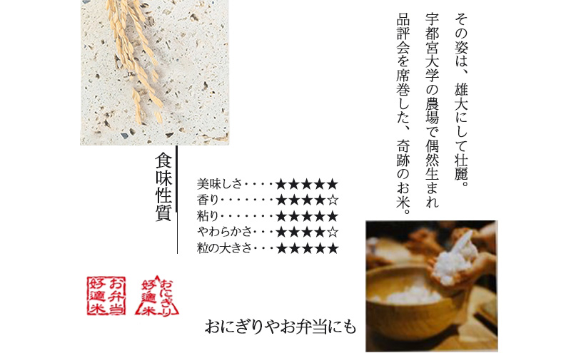 新米 令和7年 新潟県上越市産 ゆうだい21 5kg 5キロ 奇跡のお米 宇都宮大学生まれ 中郷 やまざきふぁーむ 送料無料