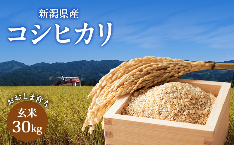新米予約 令和7年 新潟県産コシヒカリ玄米 30kg 30キロ 上越市おおしま育ち 寒暖差の大きな山間部 公益財団法人大島農業振興公社 送料無料 安全・安心こしひかり 先行予約