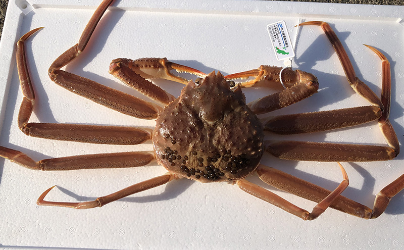 【先行予約商品　2025年11月末頃から順次発送します】名立産　本ずわいがに姿　2～3尾　合計約1.5kg　新潟 上越 ズワイガニ 冷凍カニ 海産物