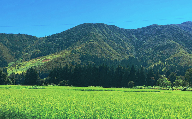 6か月定期便 魚沼産コシヒカリ 雪ノ王 精米5kg×6回 お米 精米 こしひかり 定期 魚沼 新潟