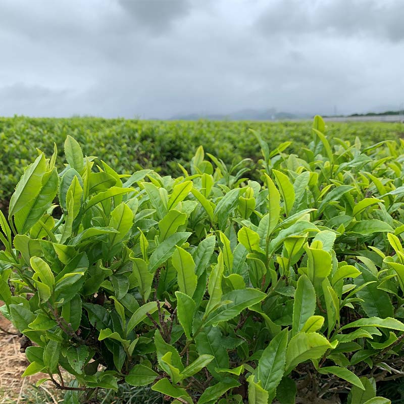煎茶 150g ＋ 棒茶 120g 缶入りセット お茶 飲み比べ セット 詰合せ 缶入り 茶葉 緑茶 日本茶 ほうじ茶 飲料 贈り物 ギフト 国産 日本製 復興 震災 コロナ 能登半島地震復興支援 北陸新幹線 F6P-0241