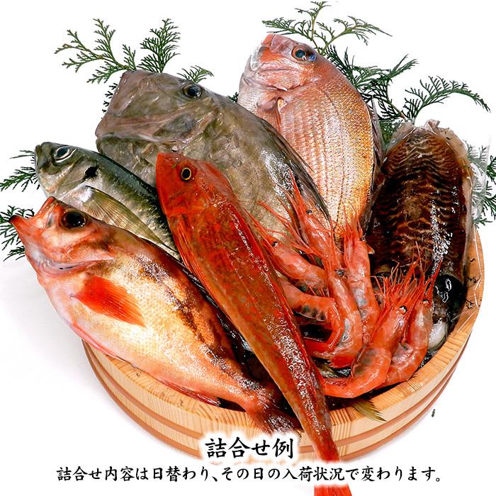 旬の鮮魚詰合せ 6～7種 下処理済み 旬 獲れたて 鮮魚 刺身用 詰合せ セット 海産物 海の幸 魚 魚介 おかず おつまみ 肴 国産 食品 復興 震災 コロナ 能登半島地震復興支援 北陸新幹線 F6P-0564