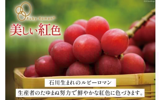 セール 海外 ルビーロマン 期間限定発送】ぶどう 2房 石川県 [JA石川かほく ブドウ