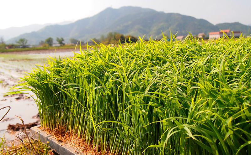 日本酒 長野 福無量 純米吟醸 720ml 酒 お酒 アルコール 冷酒 フルーティー 甘口 女性 ギフト プレゼント 贈答 贈答用 贈答品 贈り物 ひとごこち 吟醸 吟醸酒 純米吟醸酒 信州 長野県 上田市 上田