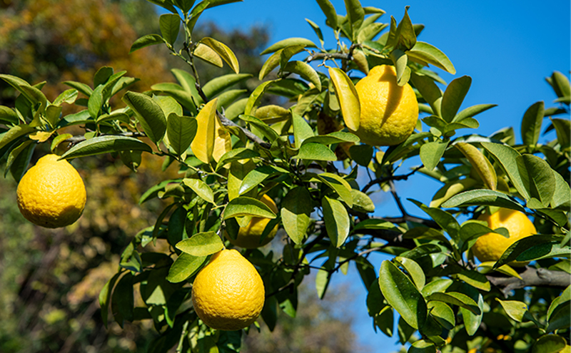 ジャム 長野 四季のジャム 三宝柑 2個 セット 飯島商店 みかんジャム みかん 柑橘 朝ごはん 朝食 パン フルーツ 果物 デザート スイーツ ギフト プレゼント 贈答 贈り物 調味料 加工食品 ミカンジャム ミカン 蜜柑 長野県 上田市 上田