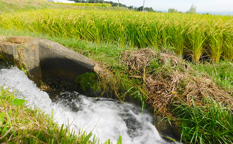 【3ヶ月定期便】小諸市糠地産こしひかり 「深沢清流米」6kg×3ヶ月　計18kg 長野 信州 コシヒカリ 精米 美味しいお米 お取り寄せ おこめ 白米