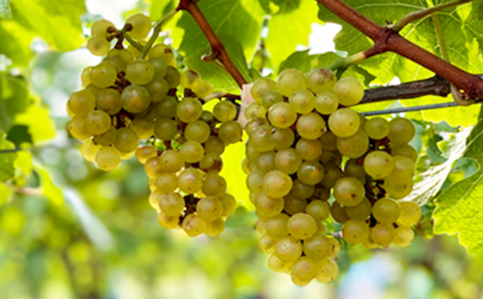 ソラリス 千曲川 信濃リースリング クリオ・エクストラクション