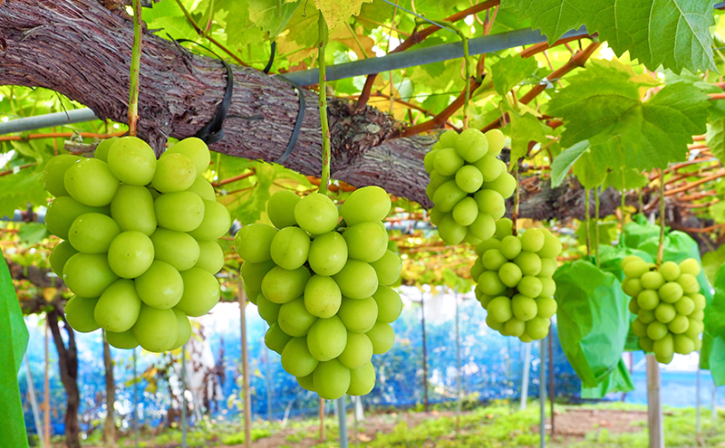 【先行予約／2026年10月発送】シャインマスカット約2kg 3～4房 重量保証 信州 小諸 果物 フルーツ ぶどう ブドウ 種無し 甘い 完熟 季節限定 贈答用 大粒 産地直送 新鮮 お取り寄せ こだわり ギフト