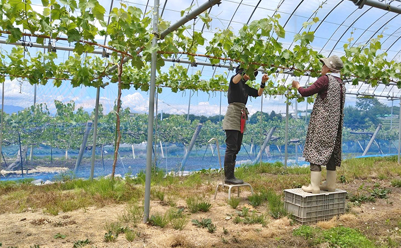 【先行予約／2026年10月発送】シャインマスカット約2kg 3～4房 重量保証 信州 小諸 果物 フルーツ ぶどう ブドウ 種無し 甘い 完熟 季節限定 贈答用 大粒 産地直送 新鮮 お取り寄せ こだわり ギフト