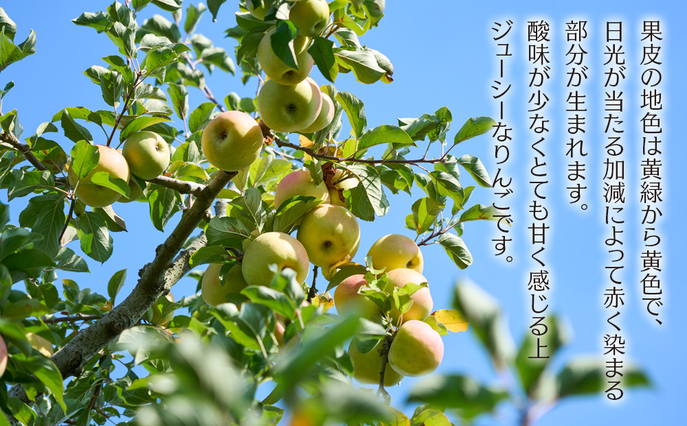 りんご ぐんま名月 4.5kg 14～18玉 贈答用 果物 くだもの フル～ツ 林檎 リンゴ ぐんま名月りんご 信州りんご 旬の果物 旬のフルーツ ギフト 贈り物 プレゼント 長野 長野県 箕輪町