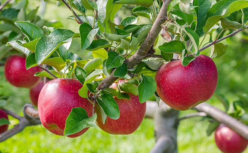【訳あり】紅玉　約4.5kg　玉数おまかせ