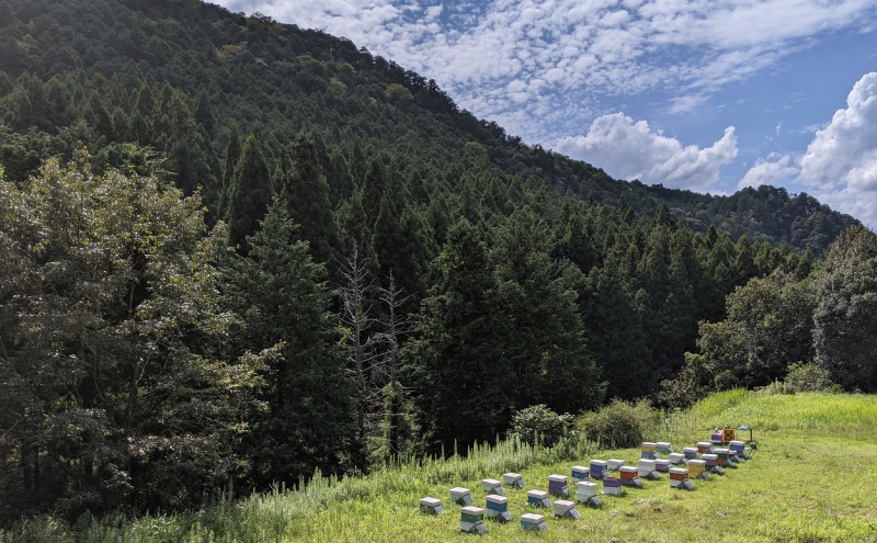 合計7200g 天然蜂蜜 国産蜂蜜 非加熱 生はちみつ 岐阜県 美濃市産 春 (蜂蜜300g入りピタッとボトル24本セット) A19 深田養蜂のハチミツ