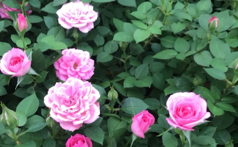 ミニバラスイングポーチ（白色）2～3色のバラの寄せ植え 植物 　※2026年4月下旬～5月下旬頃に順次発送予定　※離島へ配送不可