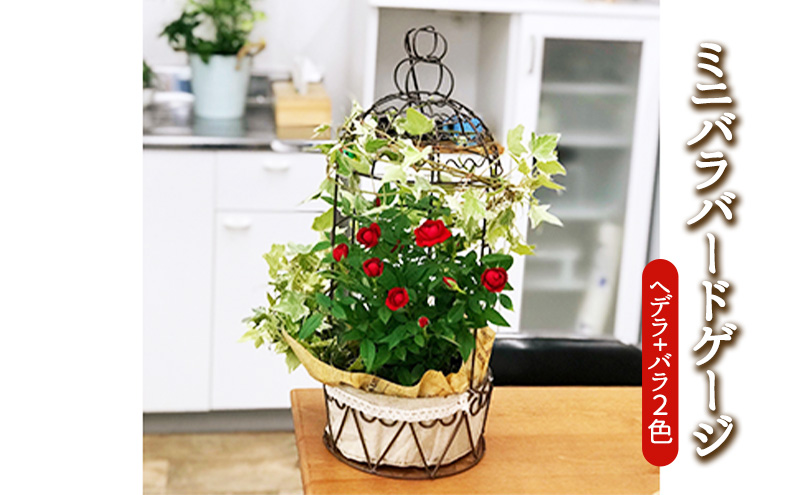 ミニバラバードゲージ　ヘデラとバラ2色寄せ植えの鳥かご 植物 　※2026年4月下旬～5月下旬頃に順次発送予定　※離島への配送不可