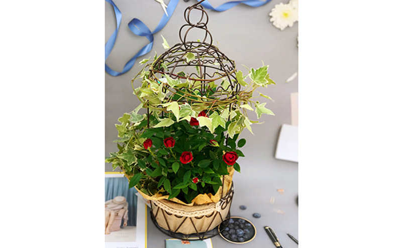 ミニバラバードゲージ　ヘデラとバラ2色寄せ植えの鳥かご 植物 　※2026年4月下旬～5月下旬頃に順次発送予定　※離島への配送不可