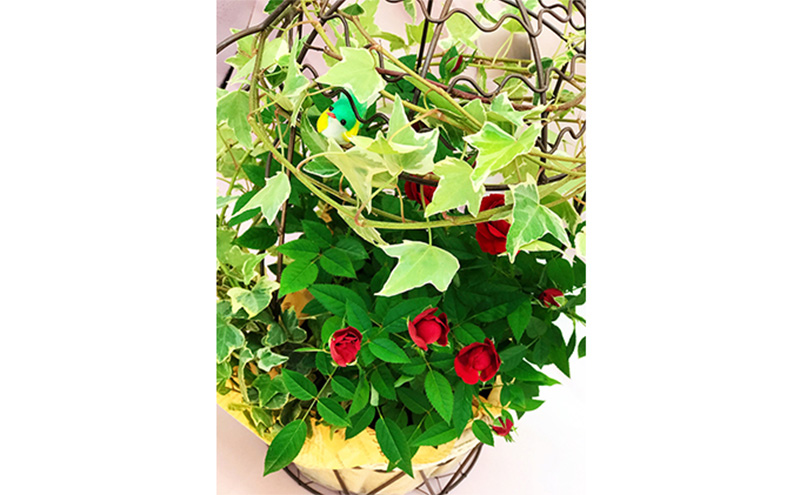 ミニバラバードゲージ　ヘデラとバラ2色寄せ植えの鳥かご 植物 　※2026年4月下旬～5月下旬頃に順次発送予定　※離島への配送不可