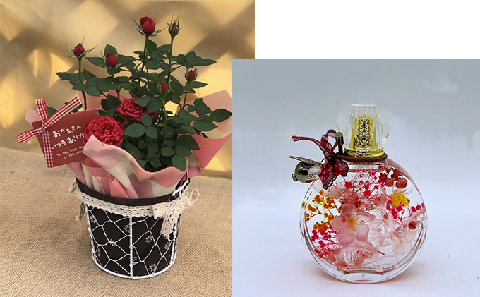 ミニバラ（コルダーナローズ）4号バスケット植とおしゃれな「香水瓶」ハーバリウムセット 植物 薔薇 　※2026年4月下旬～5月下旬頃に順次発送予定　※離島への配送不可