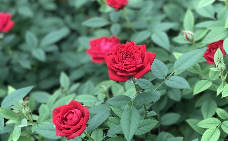 ミニバラ　コルダーナローズ・ブランコ 植物 花 スイングポーチ 2鉢 バスケット 華やか 上品 微香性 花付き 花持ち 変化 　※2026年4月下旬～5月下旬頃に順次発送予定　※離島への配送不可