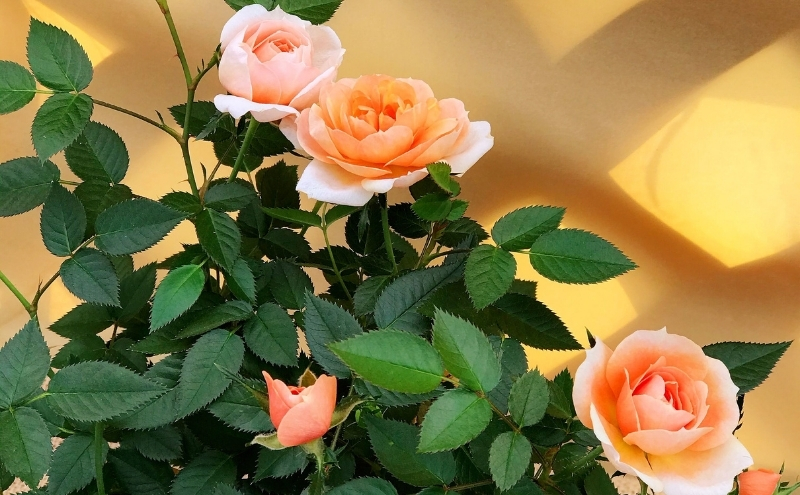 ミニバラ　コルダーナローズ・ブランコ 植物 花 スイングポーチ 2鉢 バスケット 華やか 上品 微香性 花付き 花持ち 変化 　※2026年4月下旬～5月下旬頃に順次発送予定　※離島への配送不可