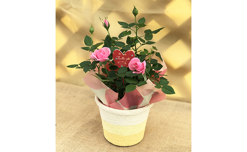 ミニバラ（コルダーナローズ）4号バスケット 植物 花 　※2026年4月下旬～5月下旬頃に順次発送予定　※離島への配送不可