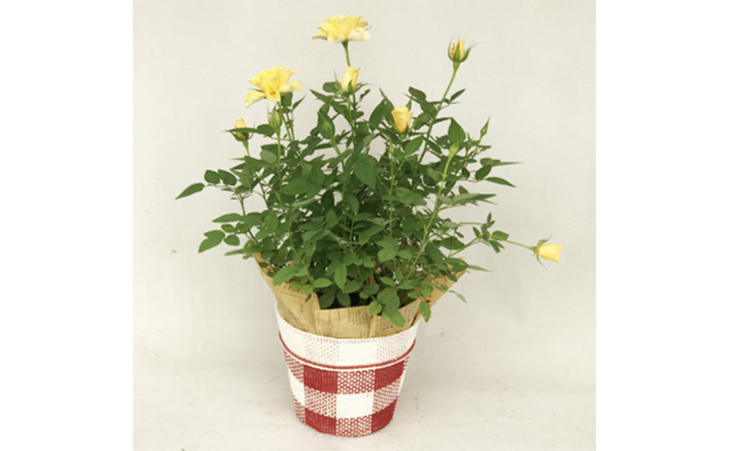 ミニバラ（コルダーナローズ）4号バスケット 植物 花 　※2026年4月下旬～5月下旬頃に順次発送予定　※離島への配送不可