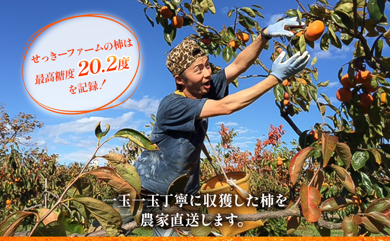 柿【訳アリ】ご家庭用 富有柿M~2Lサイズ 7kg|サイズおまかせ 柿【訳アリ】ご家庭用 富有柿M~2Lサイズ 7kg|サイズおまかせ