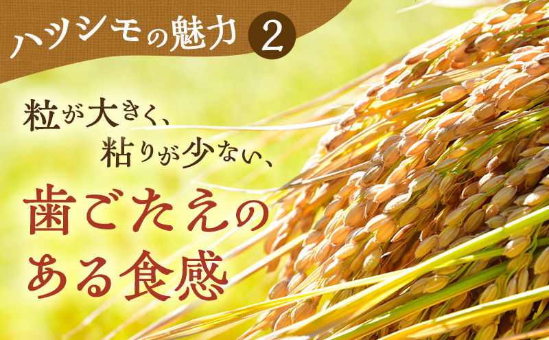 【定期便】岐阜県産 ハツシモ 10kg (10ヵ月連続お届け)｜米 お米 コメ 白米 精米 ハシツモ 定期便 岐阜 瑞穂市 ※離島への配送不可