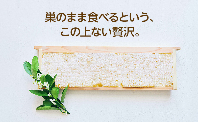 ラグジュアリーコムハニー 三ヶ日みかん完熟巣蜜【1枚タイプ】 はちみつ 蜂蜜 巣蜜 ミツバチ 巣のまま 柑橘系の香り 上品な甘さ 贈り物 国産 静岡 浜松市 三ヶ日町