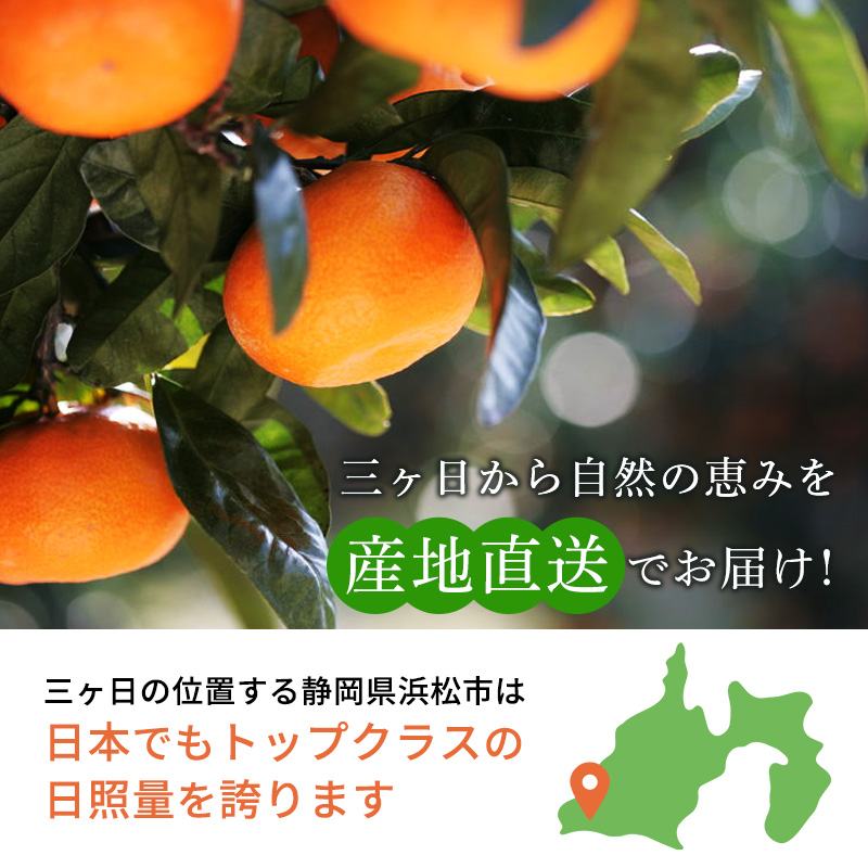 【2026年1月中旬頃より順次発送】三ヶ日みかん 青島 3.5kg以上 みかん ミカン 蜜柑 青島みかん 三ヶ日 果物 くだもの フルーツ 旬の果物 旬のフルーツ 柑橘 柑橘類 糖度 静岡 浜松市【配送不可：離島】