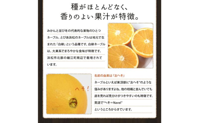 JAとぴあ浜松 白柳ネーブル 約5kg 大玉1個あたり約400g×12個～18個 【配送不可：離島】 ネーブル 浜松 みかん ミカン 蜜柑 お歳暮 ギフト 静岡 浜松市