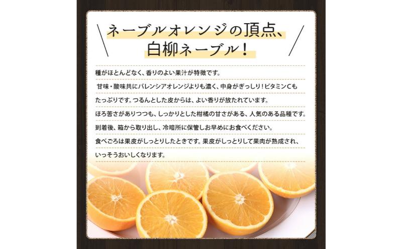 JAとぴあ浜松 白柳ネーブル 約5kg 大玉1個あたり約400g×12個～18個 【配送不可：離島】 ネーブル 浜松 みかん ミカン 蜜柑 お歳暮 ギフト 静岡 浜松市