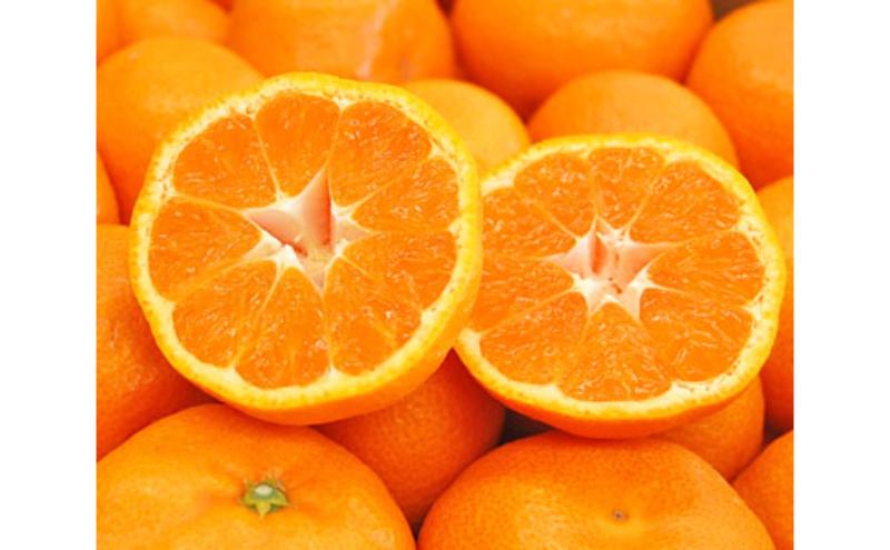 【季節限定製造】JAみっかび青島みかん果汁100％ストレートジュース　280ｇ缶×24本 みかんジュース ミカン フルーツ 搾りたて 浜松市 柑橘類