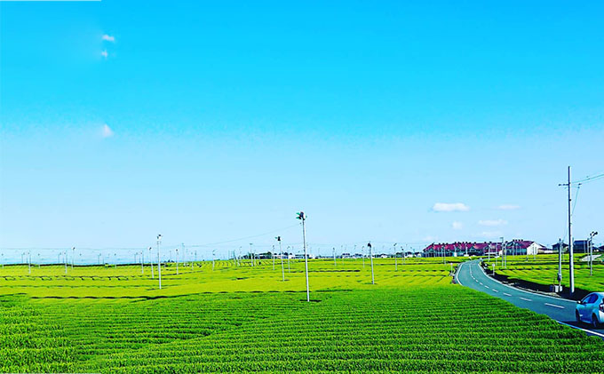 一番茶 深蒸し 粉茶 ティーバッグ 20パック 6袋 セット 詰め合わせ ティーバッグ  深蒸し煎茶 深蒸し茶 煎茶 水出し 水出し茶 水出し緑茶 緑茶 日本茶 お茶 茶 飲み物 飲料 ドリンク 静岡茶 静岡 静岡県 島田市