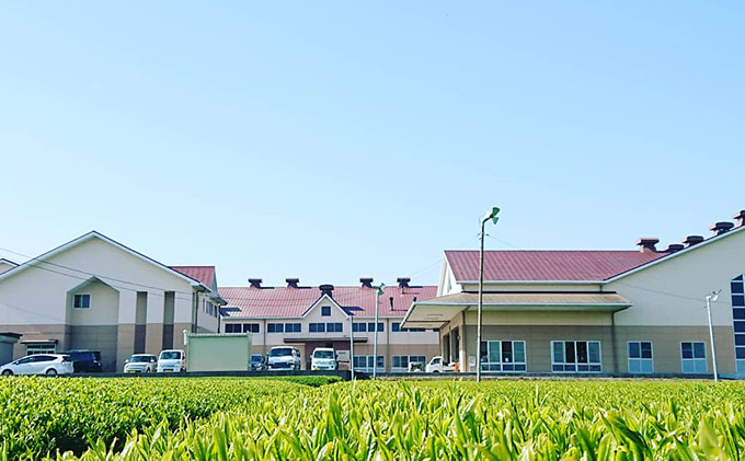 一番茶 深蒸し 粉茶 ティーバッグ 20パック 6袋 セット 詰め合わせ ティーバッグ  深蒸し煎茶 深蒸し茶 煎茶 水出し 水出し茶 水出し緑茶 緑茶 日本茶 お茶 茶 飲み物 飲料 ドリンク 静岡茶 静岡 静岡県 島田市