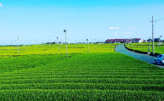 ちょっと贅沢♪ 特上深蒸し煎茶リーフと上煎茶ティーバッグ お茶 飲み比べ セット 地産100％ 一番茶 静岡 島田市