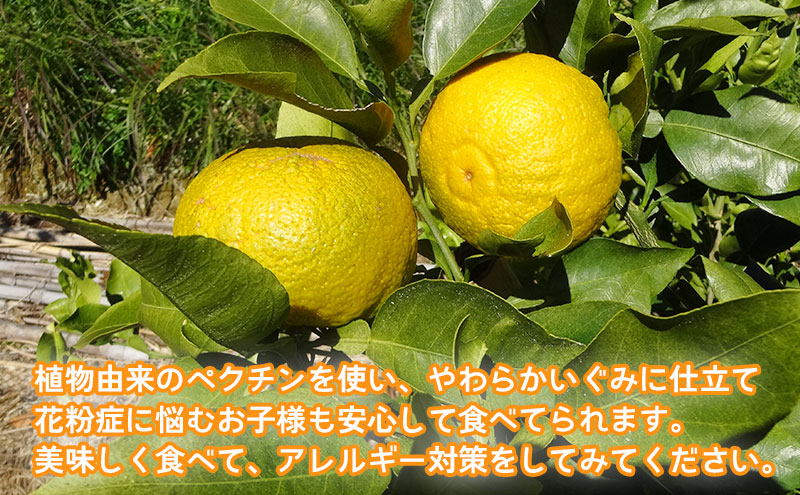 大井川 じゃばらぐみ パウダー入り 10袋セット　静岡県島田市産じゃばらを使用！ 無香料 無着色 !　個包装 おやつ グミ 花粉症 対策