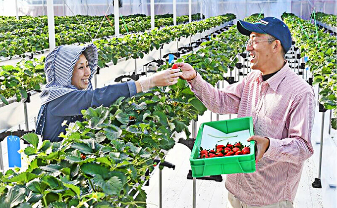 3ヶ月連続！裾野産完熟冷凍イチゴ2kg 果物 フルーツ いちご 苺