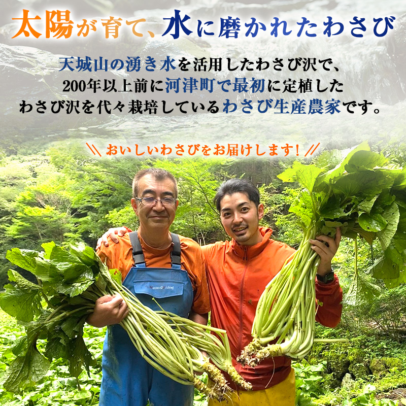 とれたて わさび セット 池 伊豆わさび食品直送 生わさび 4本 手作り わさび漬け 天城の春 三杯酢漬け わさびみそ むらさき漬 醤油漬け 伊豆  ワサビ 茎 加工品 加工食品 薬味 詰め合わせ 静岡 調味料: 河津町ANAのふるさと納税