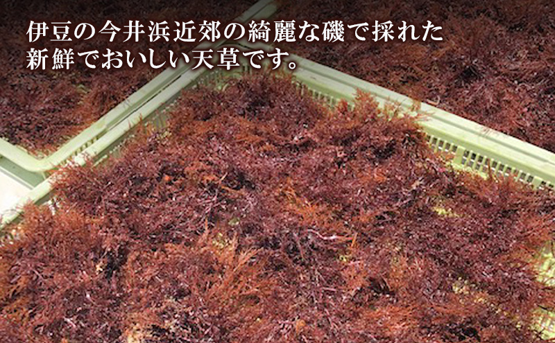 漁師直送 晒し天草 70g×3袋 天草 産地直送 新鮮 選別品 河津町 静岡県