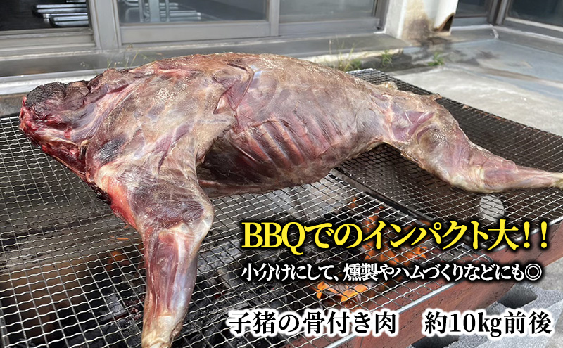 伊豆産イノシシ肉】イノシシ1頭丸焼きセット猪肉 イノシシ肉 伊豆産イノシシ肉】イノシシ1頭丸焼きセット猪肉 イノシシ肉
