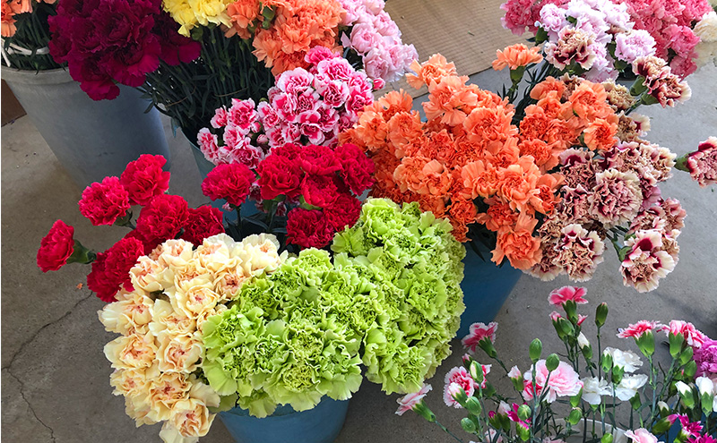 河津町特産 カーネーション 生花 20本 12月～3月中旬発送