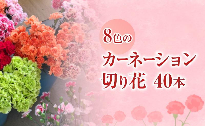 河津町特産 カーネーション 生花 40本 12月～3月中旬発送