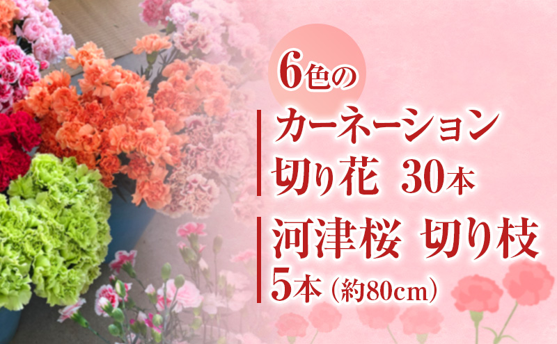 花 カーネーション 30本 河津桜 5本 セット 生花 切り枝 お花 フラワー アレンジメント フラワーアレンジメント 桜 静岡 静岡県 河津 河津町　お届け：2026年1月中旬～2026年2月中旬まで