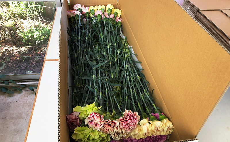 花 カーネーション 30本 河津桜 5本 セット 生花 切り枝 お花 フラワー アレンジメント フラワーアレンジメント 桜 静岡 静岡県 河津 河津町　お届け：2026年1月中旬～2026年2月中旬まで