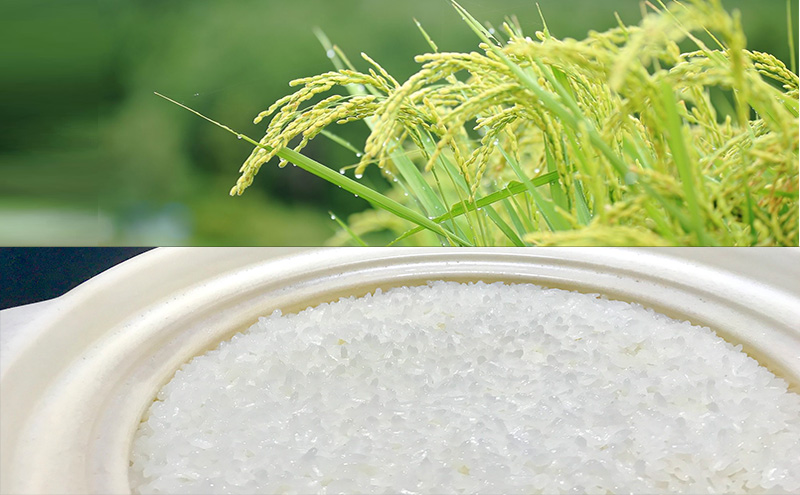 むすびの黒田米 こしひかり 10キロ [ 米 お米 10kg 5kg×2袋 コシヒカリ お弁当 おむすび 冷めても美味しい ]