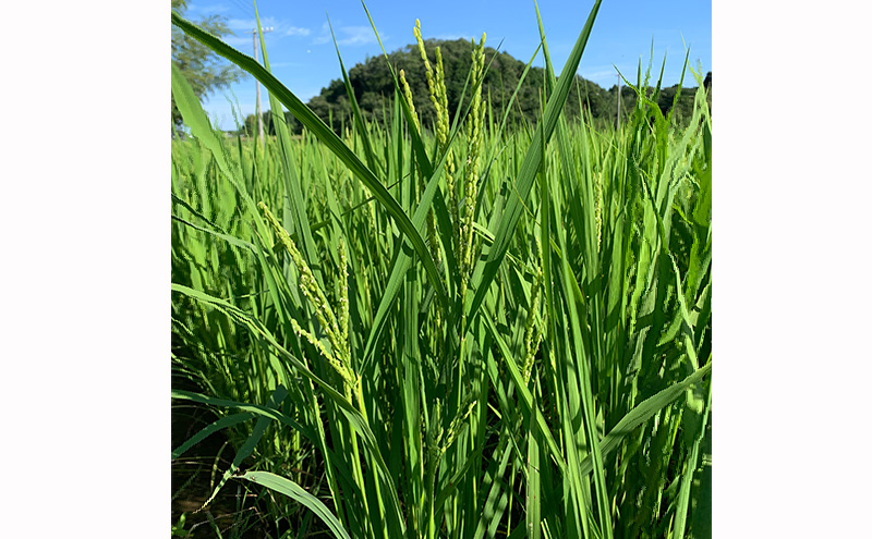 むすびの黒田米 こしひかり 15キロ [ 米 お米 15kg 5kg×3袋 コシヒカリ お弁当 おむすび 冷めても美味しい ]